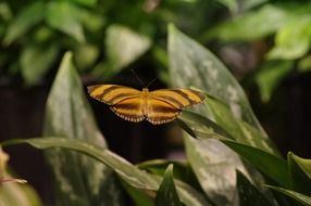 orange butterfly over green leaves