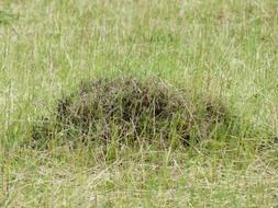 ant hill in green grass close up