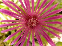 pink flower with pointed petals