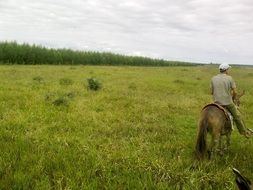 Cowboy on a green pasture