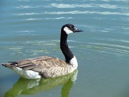 Natural goose in a lake