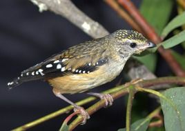 spotted pardalote, young bird on branch, australia, new south whales