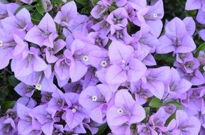 splendiferous bougainvillea flower