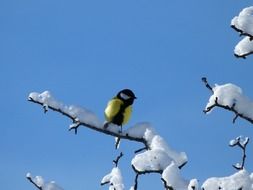 Bird on a branch in winter