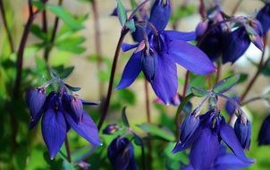 Beautiful, blooming, purple and blue flowers in summer garden