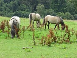 horses chewing grass on the ranch