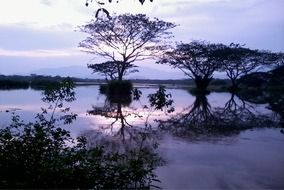 silhouettes of tree branches purple landscape