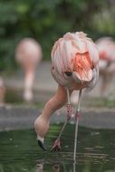 pink flamingo is drinking water in a pond