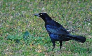 black shiny bird on green grass