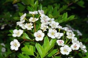 White garden flowers