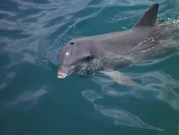 Dolphin swims in the surface of the water