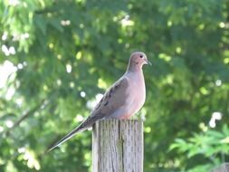 picture of the dove is sitting on a wood