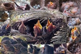 A lot of the birds in the nest