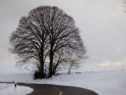 tree on the field with snow near the road