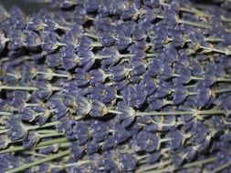 dry lavender flowers
