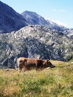 brown cow by the mountins, pyrenees, spain