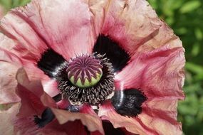 red poppy flower macro shot
