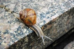 snail on a stone in nature