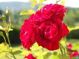 red roses on a bush in a sunny day