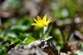 yellow spring flower in the forest
