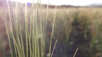 crop sunlight grass