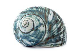 Beatuful blue seashell