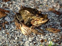 mating of toads close up