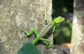 green lizard on grey concrete wall