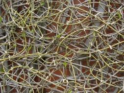 Branches of the clematis