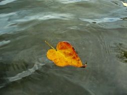 yellow autumn leaf in water