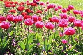 beautiful crimson tulips in spring