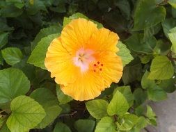 yellow flower with white center