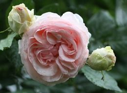 rose blooms macro photo