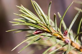 pine needles with small cones macro