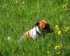 dog and wild flowers