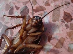 inverted cockroach