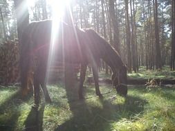 Horse in the forest under the sunlight