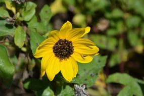 yellow flower bloom in green leaves