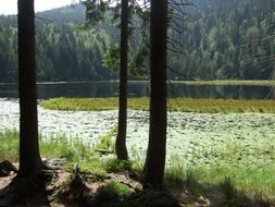 Bavarian forest in summertime