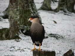 Carancho bird in nature in winter