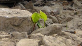 Fresh shoots in spring