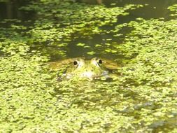 splendiferous frog