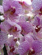 incomparable orchids flowers