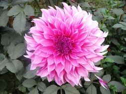 pink dahlia flower