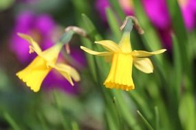 yellow narcissus blossom in the garden