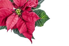 Close-up of the beautiful red Christmas flower with green leaves