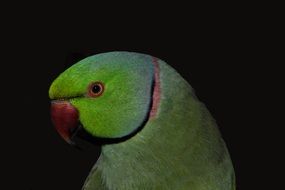 Green parakeet bird