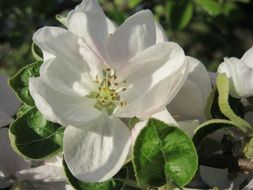 white apple flower blossom