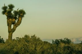 yucca brevifolia tree in the national park