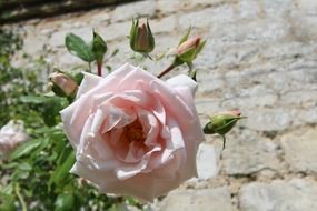 splendiferous fresh rose